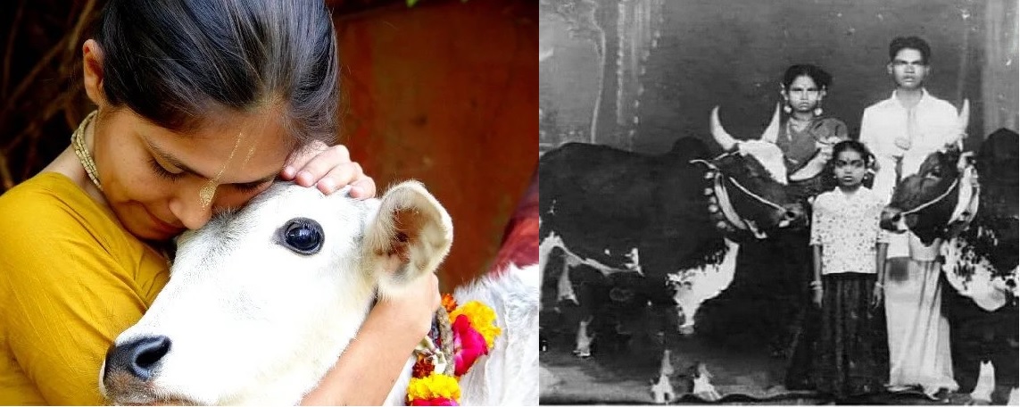 Cow-final